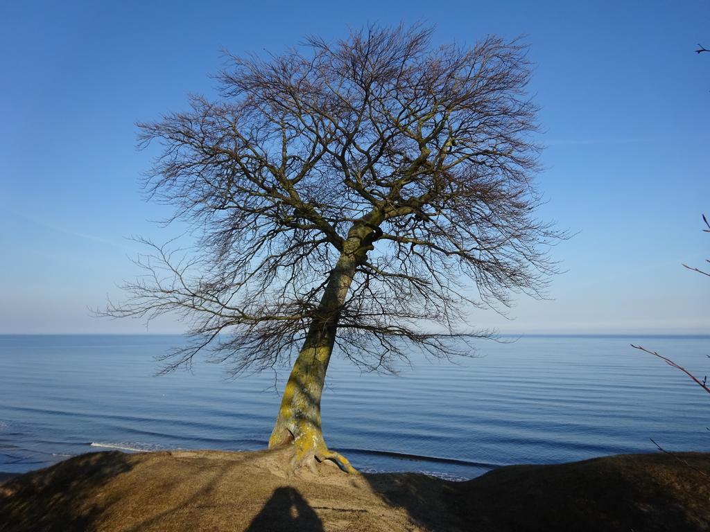Solrosen I Simrishamn - Oesterlen 外观 照片